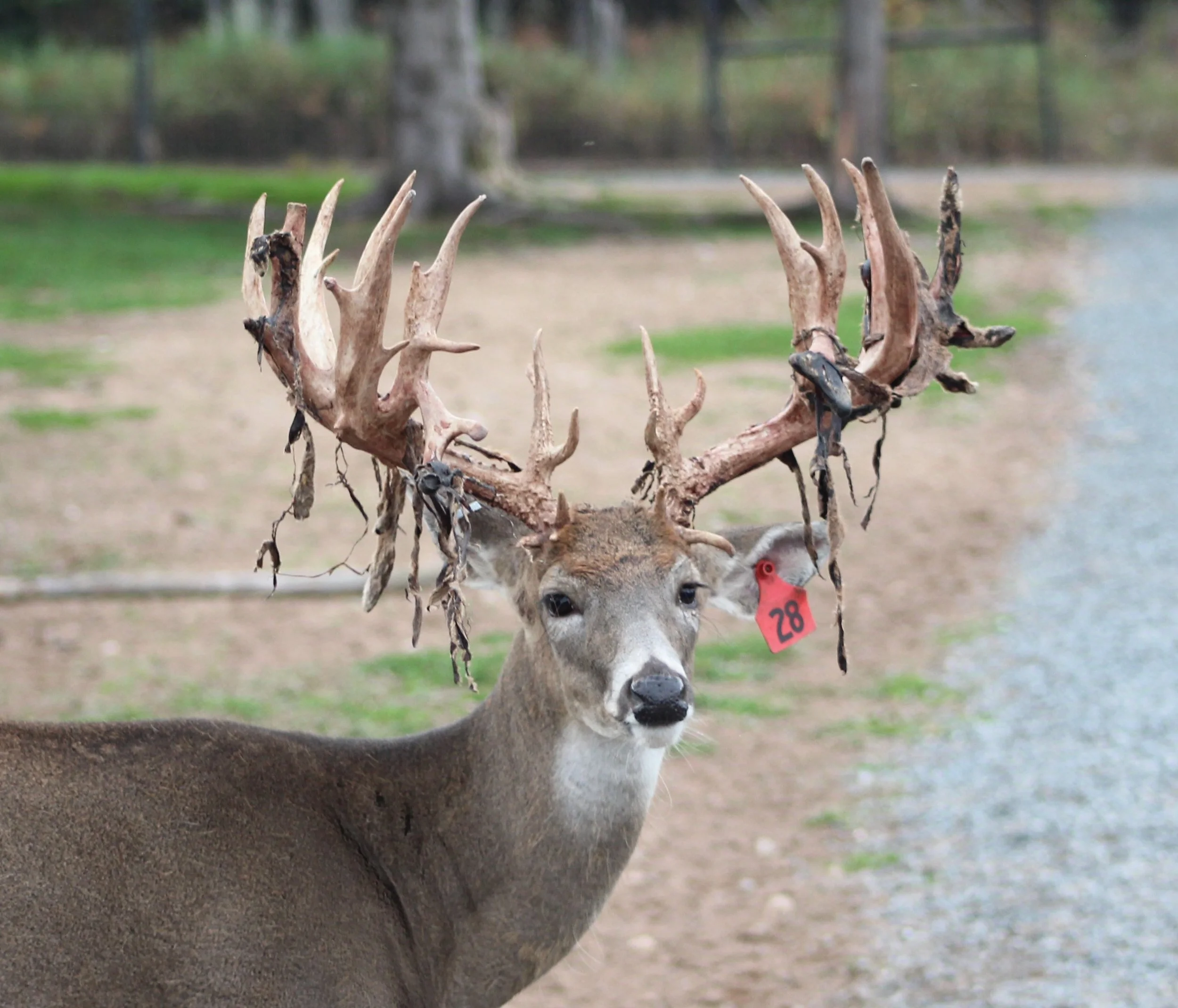 Breeder Bucks — Wide & High Whitetails